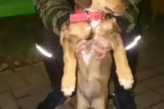 Найдена собака-такса на ул. Ломоносова, Воронеж