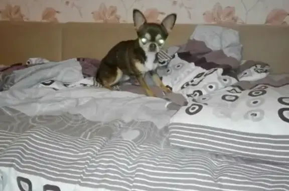 Собака Чихуахуа найдена в Тольятти