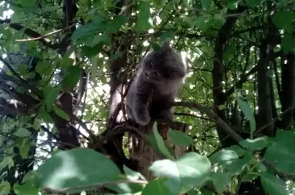 Кошки потеряшки, Чебоксары, фото: Потеряшка кошка в Новых Лапсарах, возможно уехала на маршрутке в Чебоксары.