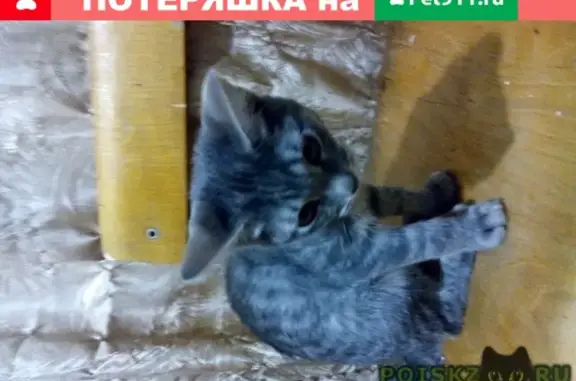 Найдена серая кошка в Грайвороново, Москва