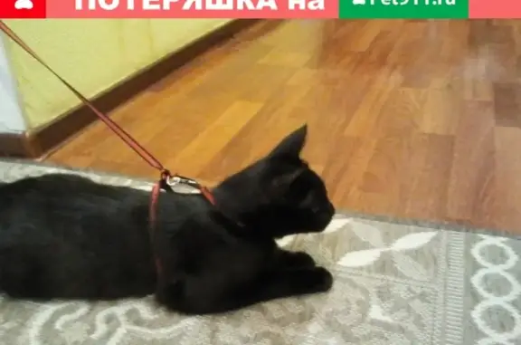 Найдена черная кошка на улице Маршала Конева 28.09.2018
