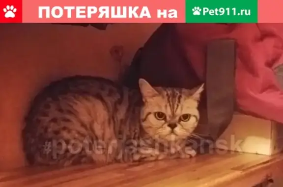 Найдена кошка возле дома на Чемской