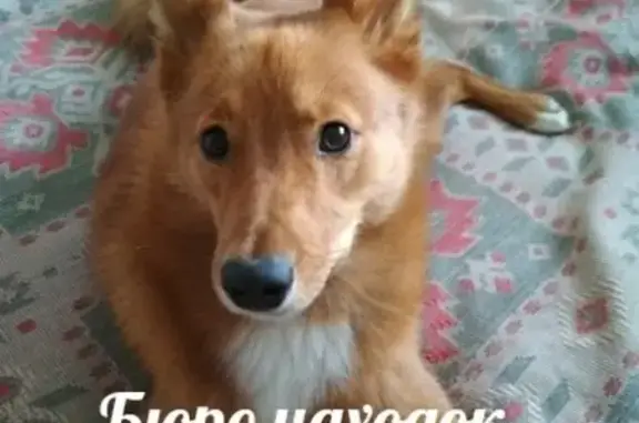 Собаки потеряшки, Архангельск, фото: Потеряшка собака в районе Черёмушек, нужна помощь!