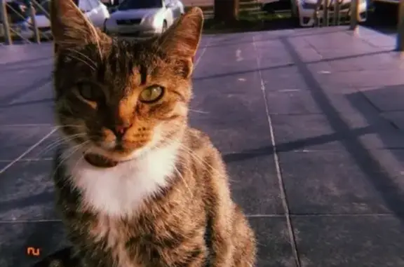 Найдена кошка на улице Гагарина 11