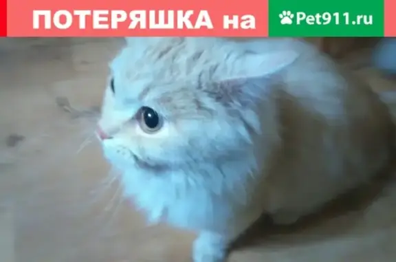 Найдена кошка на улице Нестерова в Энгельсе