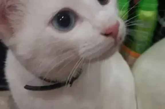 Найдена кошка с разными глазами в Орехово-Зуево!