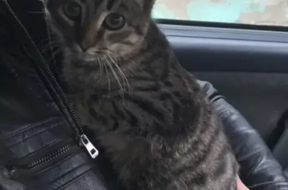 Найден котенок на улице Строителей в Рязани