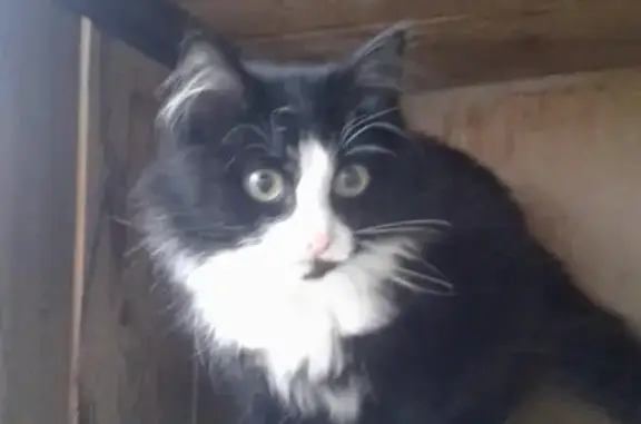 Найден котенок в подъезде в Лысьве