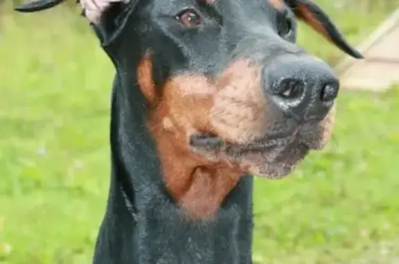 Собаки потеряшки, Скобелевка, фото: Потеряшка собака в Скобелевке, Пермский район