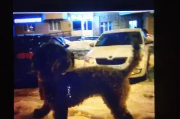 Пропала собака Ева в деревне Капустино, Московская область