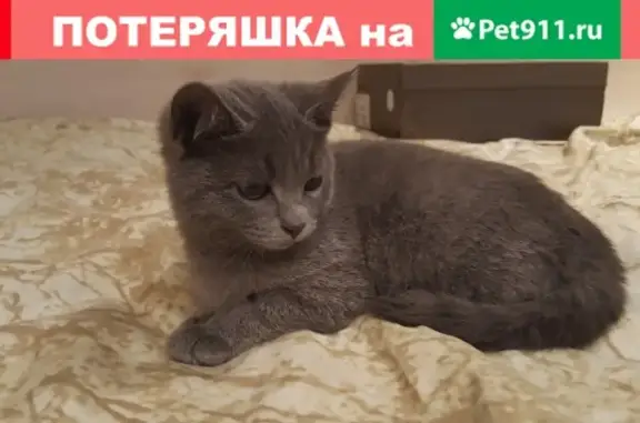 Найдена кошка в Тольятти, Южное шоссе 19