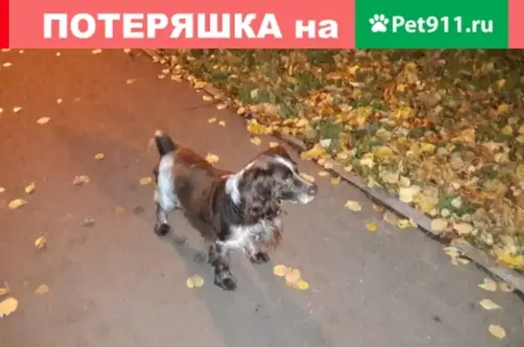 Пропала собака в Соцгороде, Казань