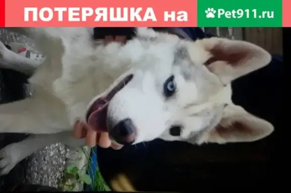 Пропала собака в Миассе на ул. Академика Павлова, 29