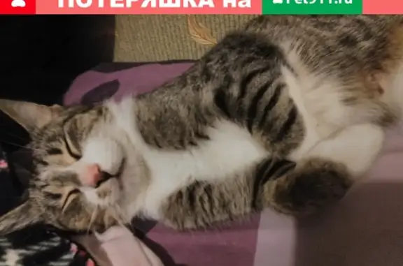 Кошки потеряшки, Гдов, фото: Потеряшка кошка в Гдовском районе, рядом с Брагино