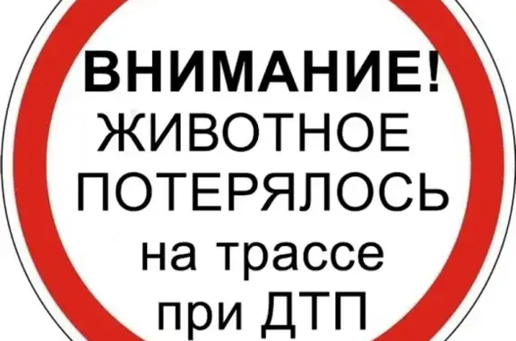 Кошки потеряшки, Гаврилово, фото: Потеряшка кошка в Лен обл, пос. Гаврилово