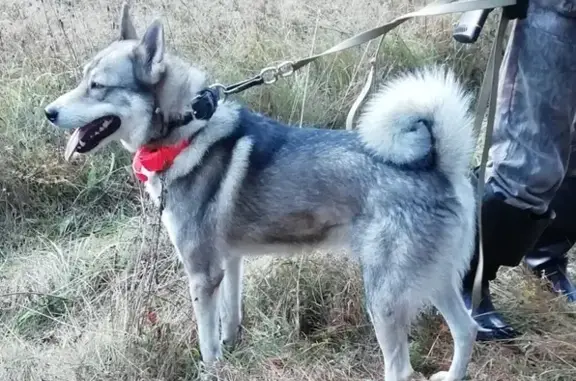 Пропала собака породы Западно-сибирская лайка в Твери