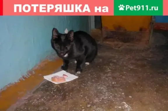 Найден потерянный котенок в Новокузнецке