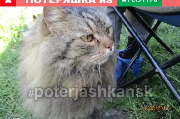 Найден сибирский кот в Первомайском районе