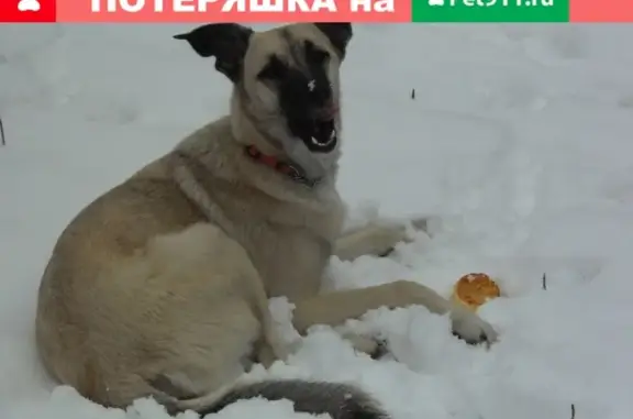 Найдена собака в Новокузнецке, район 2-ой горбольницы