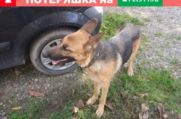 Найдена собака в Краснодаре, возможно овчарка