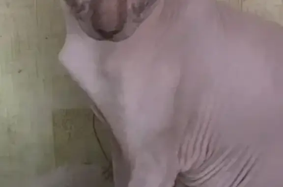 Потерянные животные Пермь, фото: Пропал кот Рамзес в Перми, ул. Фонтанная, 3