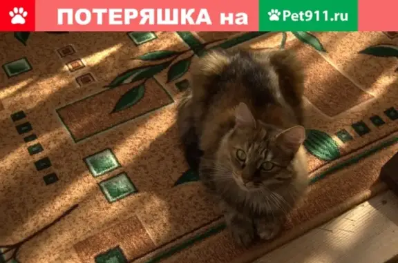 Пропала кошка Ксюша в Елабуге, пр-т Нефтяников, 13