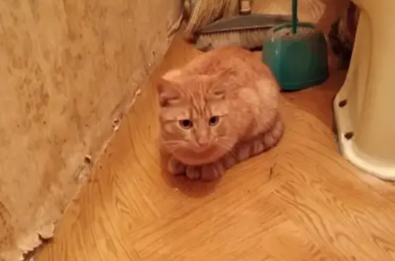 Найден рыжий котик возле 32 школы в Первоуральске