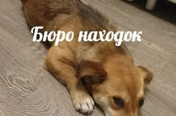 Собака найдена в Ломоносовском округе Архангельска