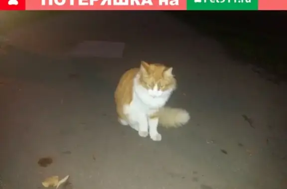 Найдена кошка на Нахимовском проспекте, Москва