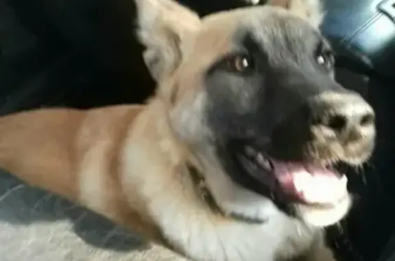 Пропала собака в Нягани: черный ошейник, возраст 7-8 месяцев.