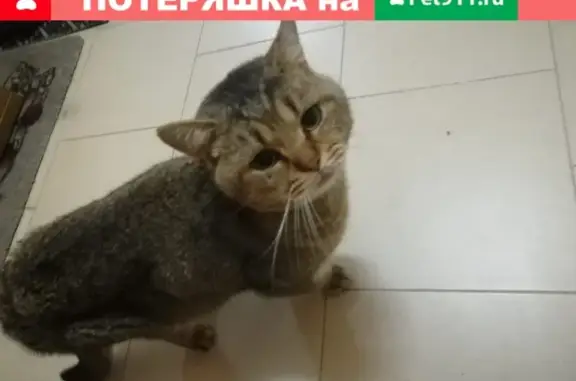 Кот найден в Воронеже