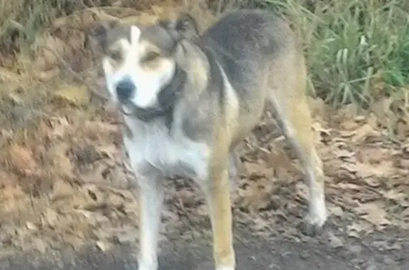 Найдена собака в Саратове с ошейником
