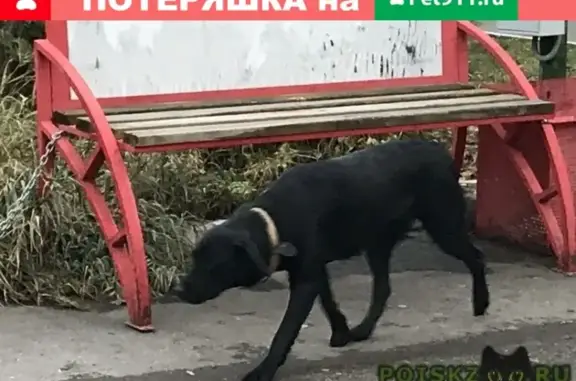 Пропала собака в парке Швейцария, Н. Новгород