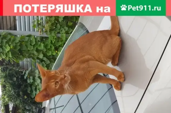 Пропала кошка в Пятигорске.