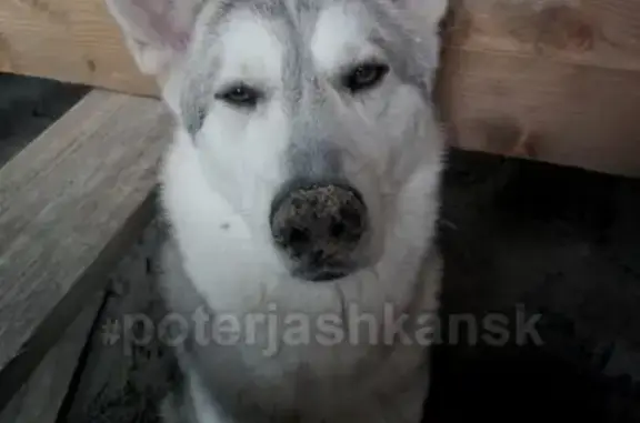 Пропала собака в Криводановке, помогите найти!