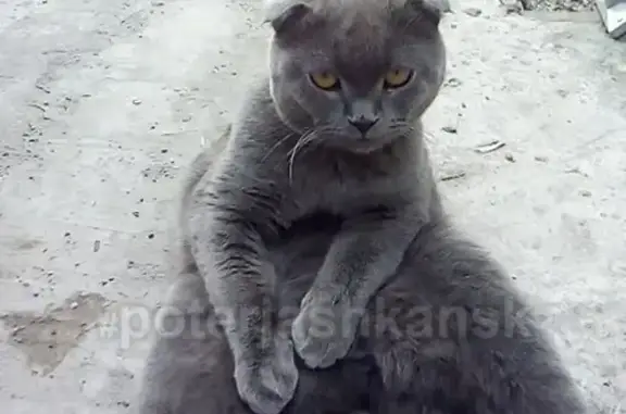 Кошки потеряшки, Новосибирск, фото: Потеряшка кошка Проша на ул. Горская