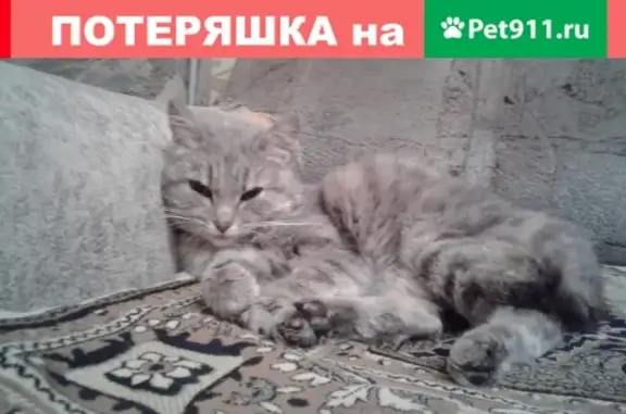Найдена кошка с укороченным хвостом в Кемерово #найденакошка