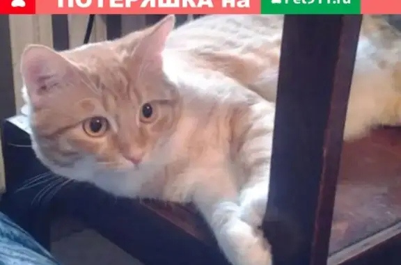 Кошки потеряшки, Пермь, фото: Потеряшка кошка в Перми, ул. Советской Армии 25