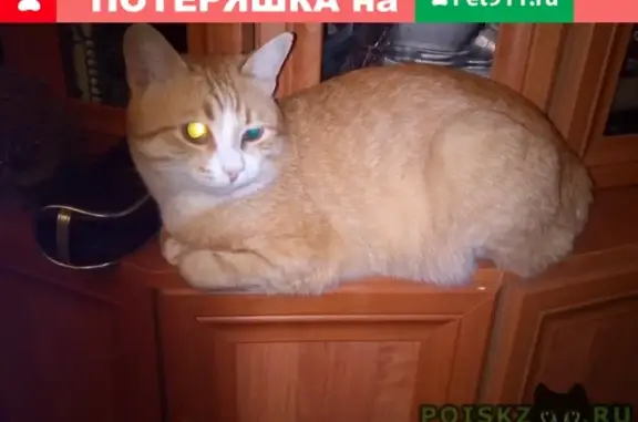 Пропал кот Филя, Пирогова 13