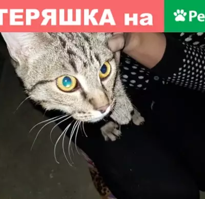 Найден котенок на Сенюкова 20, нужна помощь!