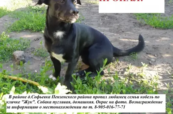 Собаки потеряшки, Ермоловка, фото: Потеряшка собака в Ермоловке, Пензенская область