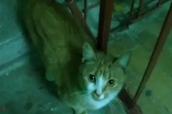 Найдена рыжая кошка на ул. Красноармейская, Раменское