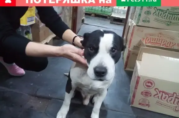 Найдена собака на улице Доватора, Белово