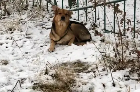 Найден пес на ул. Индустрии (Уралмаш, Екатеринбург)