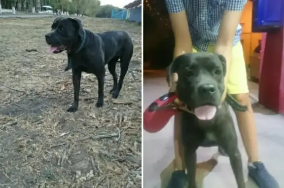 Найдена собака в районе Военвед, Ростов