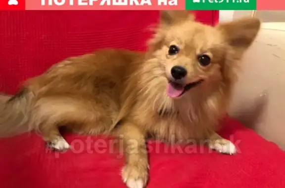 Собака Бегал найдена на Вавилова 3, Новосибирск