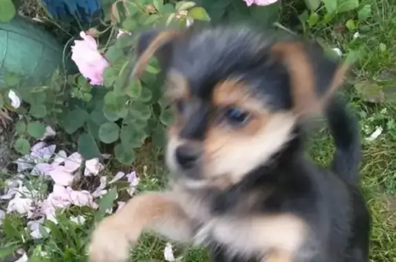 Собаки потеряшки, Новокузнецк, фото: Потеряшка собака Бакс в районе Цирка, Новокузнецк