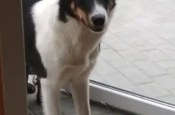 Собаки потеряшки, Красное, фото: Потеряшка собака Бэлла в поселке Красное (Правдинский район)