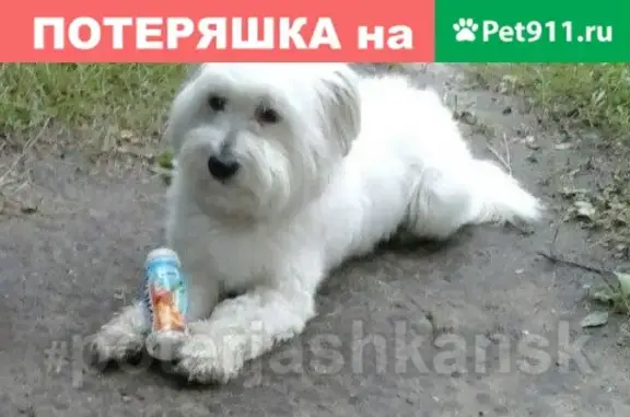 Собаки потеряшки, Новосибирск, фото: Потеряшка собака в СНТ 