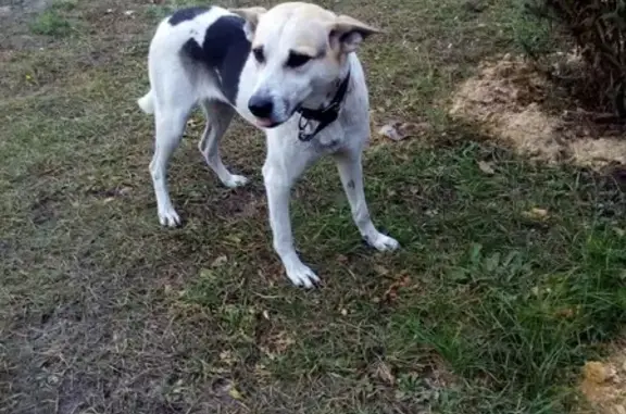 Найдена собака, посёлок Свень, фото: Найдена собака в поселке Свень, ищем хозяина